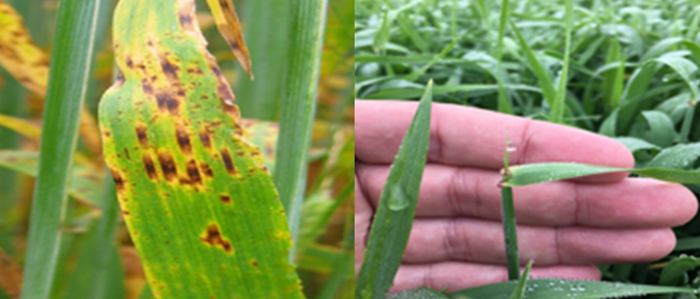 A side by side image of winter barley crops suffering from ramularia