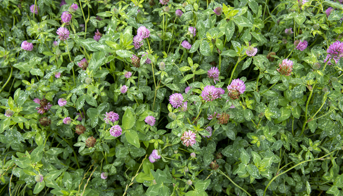 Red clover silage: The beef performance benefits