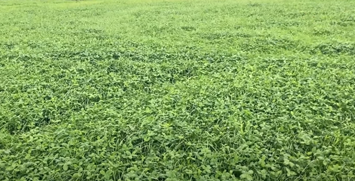 White and red clover – from sowing to establishment