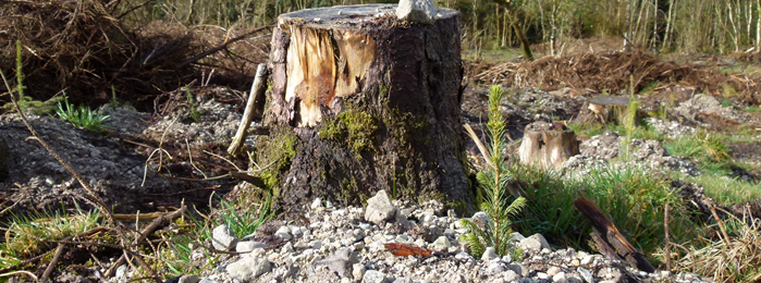A newly planted tree in a windblown forest