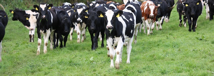 Dairy replacement heifers at grass