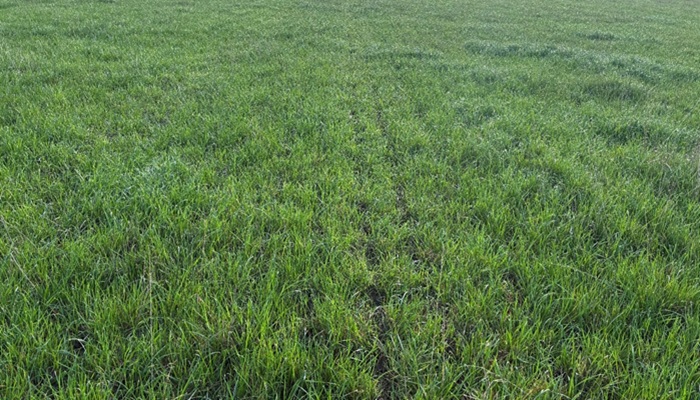 A reseed sward after receiving slurry on Denis Hickeys farm