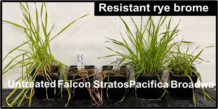 Symptoms of the resistant rye brome population 30 days post-treatment with ACCase herbicides (Falcon, Stratos Ultra) and ALS herbicides (Pacifica Plus, Broadway Star), all applied at the recommended label rates. Where plants are absent from a square, full control was achieved.  