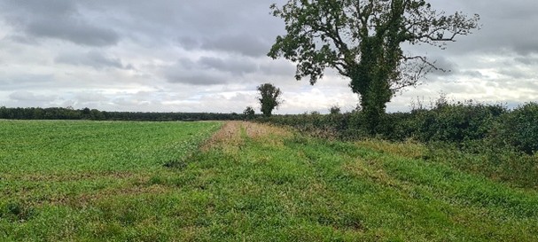the riparian strip on Vincent Mackens farm