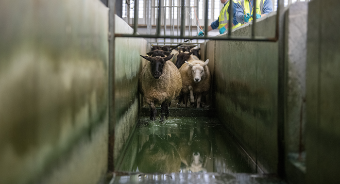 Don’t let scald be a gateway to more costly lameness issues