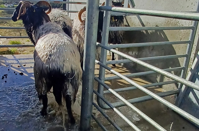 Best practice on winter sheep dipping – keep water quality in mind