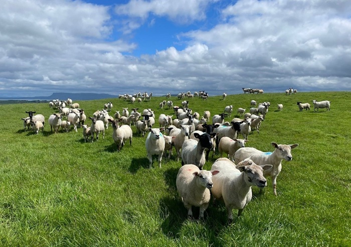 Sheep, methane and global emissions