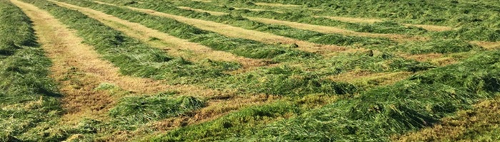 cut silage in rows