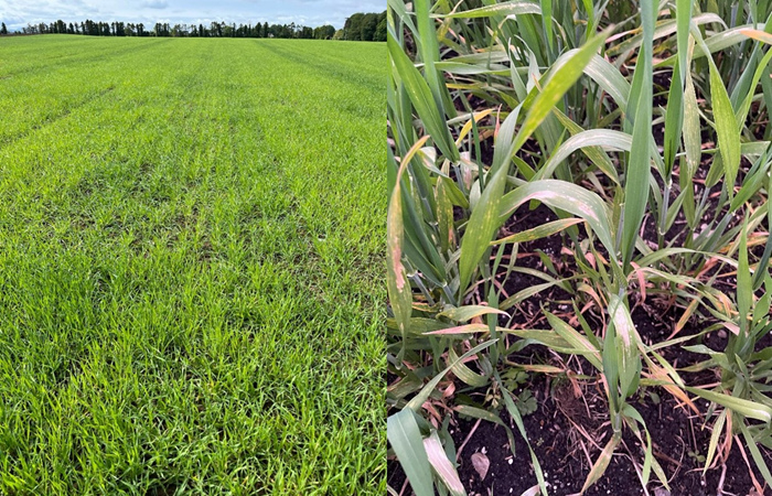 Rain may relieve nutrient stress but continue to monitor crops