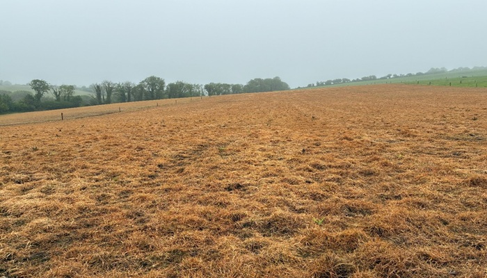 Paddock sprayed off before reseeding