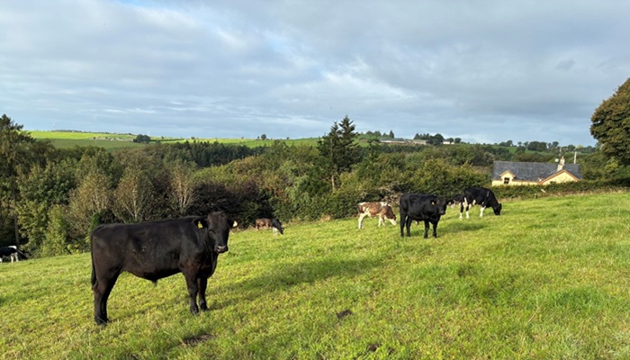 Steers at grass on Denis Hickey's farm