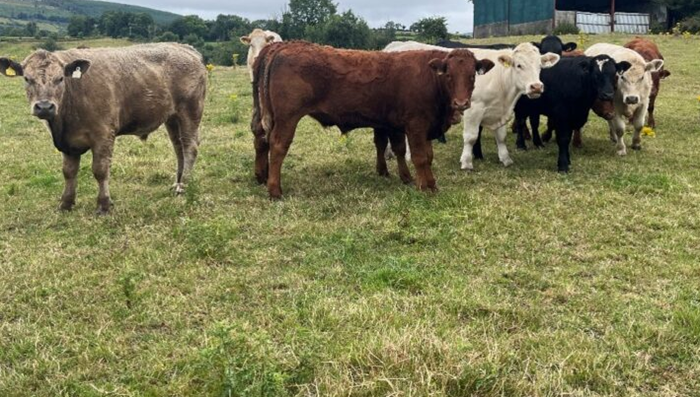 Future Beef update: From AI success to finishing decisions