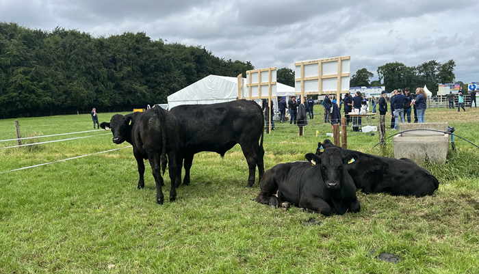 Beef finishing: Pick a system and stick to it