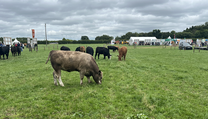 Reducing the impact of disease on the performance of bought-in animals