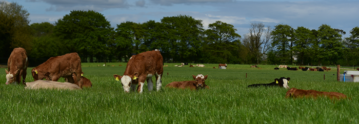suckler calves at grass in grange