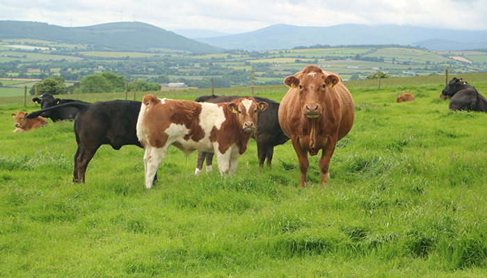 Pregnancy scan your cows to avail of high cull cow prices