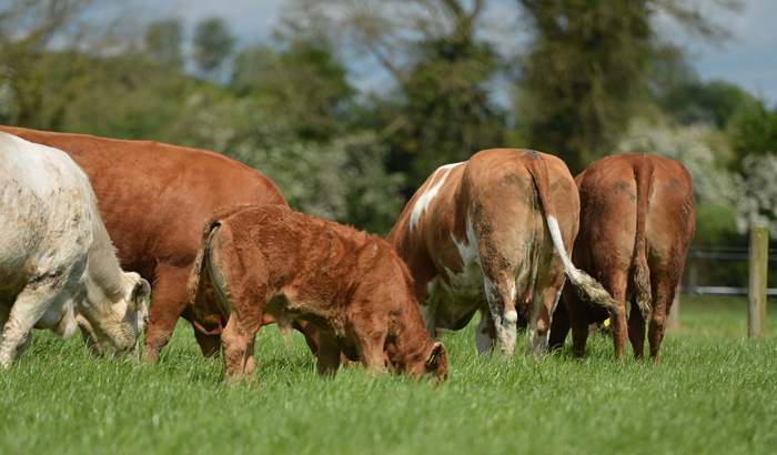 What should be the paddock size on beef farms?