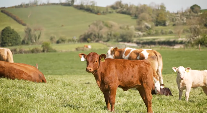 Ballyhaise suckler herd sets high standard