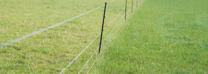 temporary fencing on a sheep farm