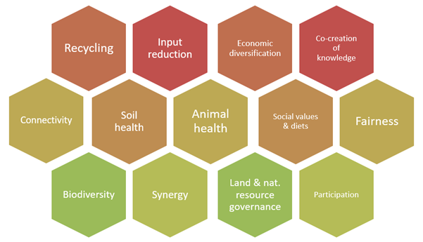 A honeycomb graphic encompassing the 13 agroecology principles of: recycling, input reduction, economic diversification, co-creation of knowledge, connectivity, soil health, animal health, social values and diets, fairness, biodiversity, synergy, land and natural resource governance, participation
