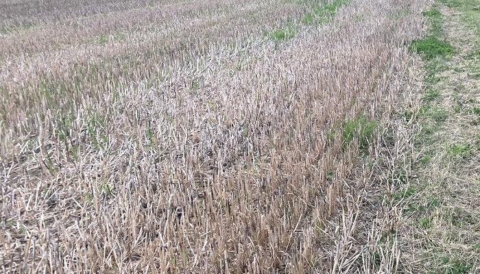 Take the opportunity to control weeds before winter cropping