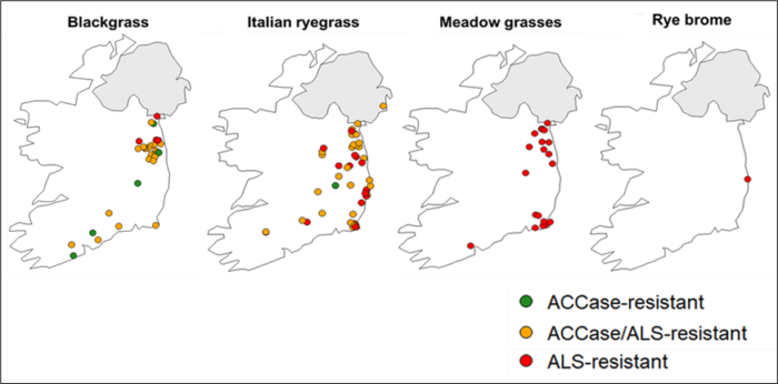 Figure 7: Updated maps showing the prevalence of herbicide-resistant grass weeds (2019 to 2025)