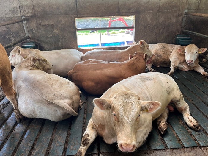 16-month bulls R. Cummins farm June 2025