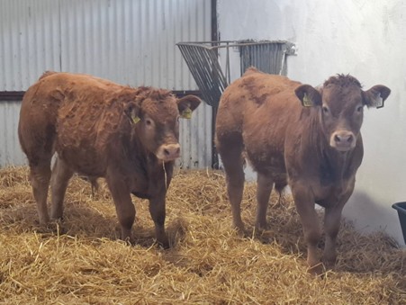 Two Limousin bull weanlings in shed