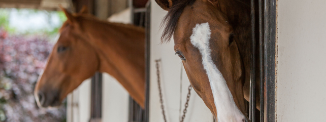 Equine Health Video Series