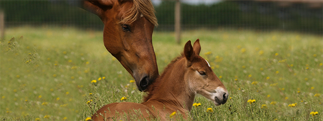 Equine Training