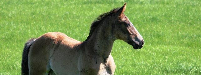 Equine Events