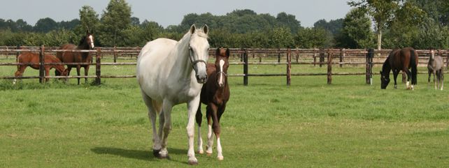 Equine Videos