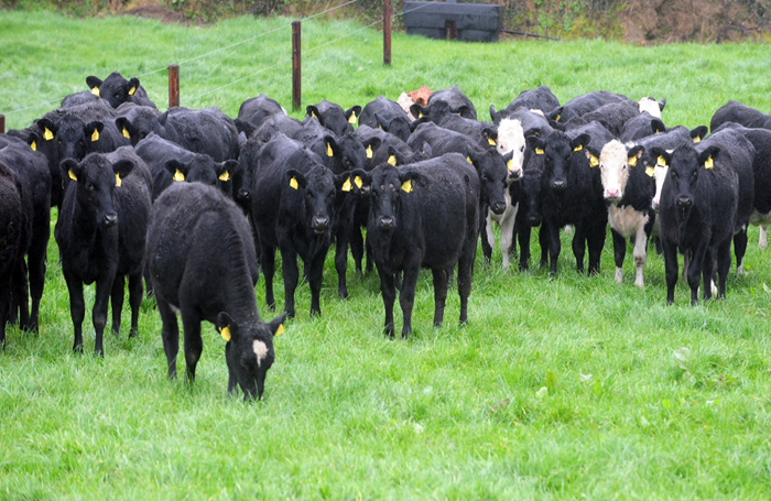 Mid-summer target weights for dairy beef heifers