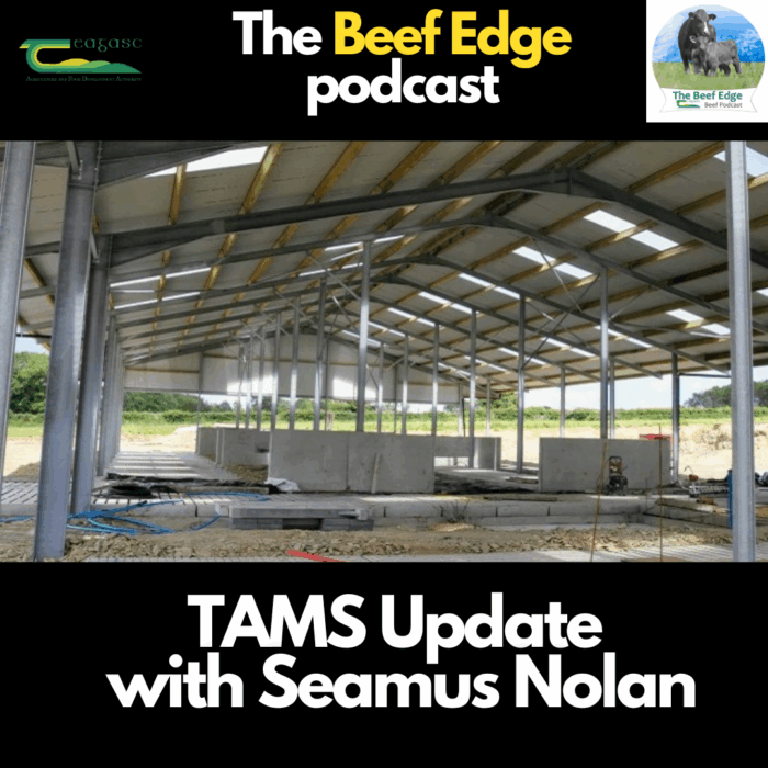Beef Edge: A TAMS update with Seamus Nolan