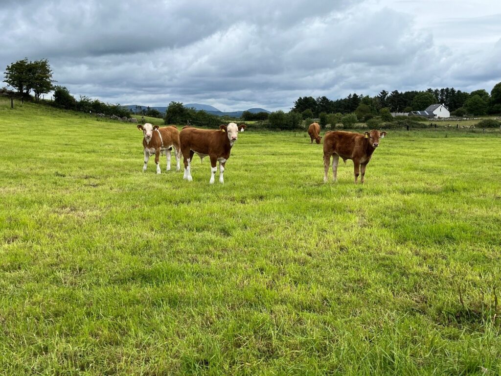Cows in a bright green grass field 