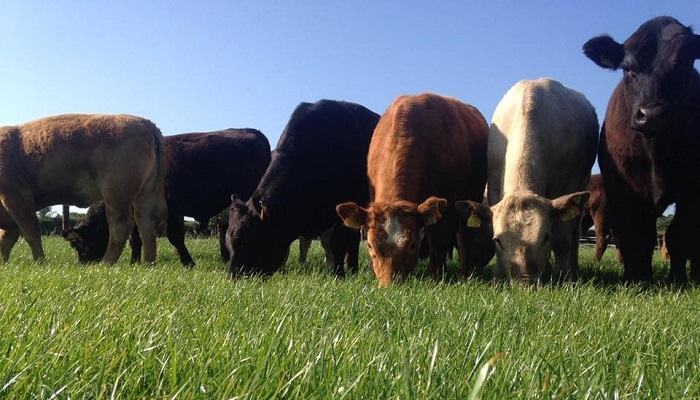 Heat stress in cattle