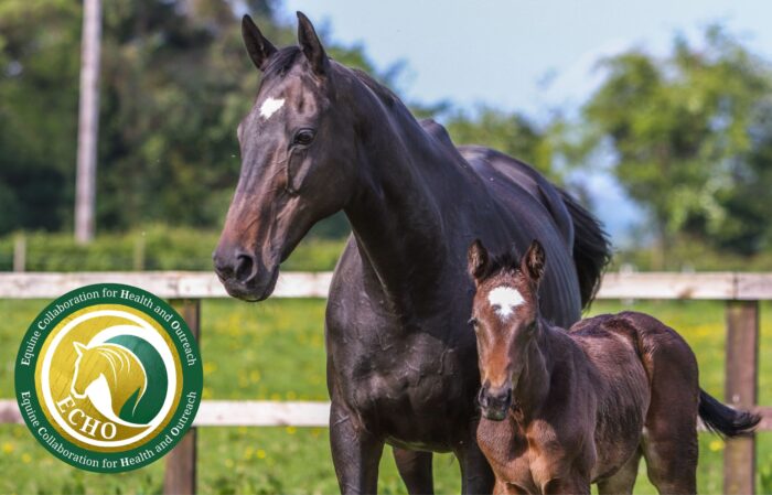 A new collaboration for equine health and education
