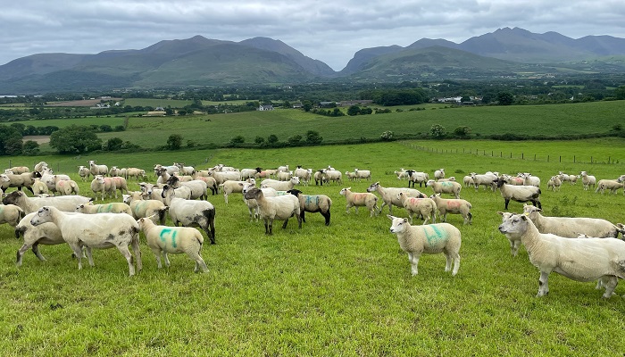 Finishing lambs in 2025