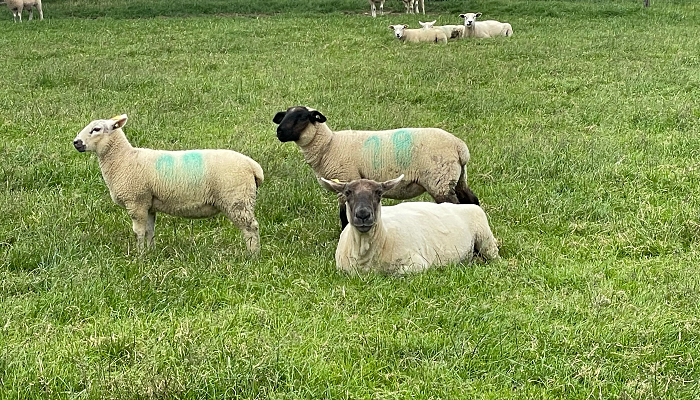 Sheep scheme tasks and deadlines
