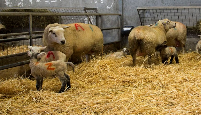 Cover image for Managing your sheep farm through February article