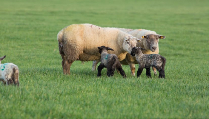 ewes and young lambs on spring grass