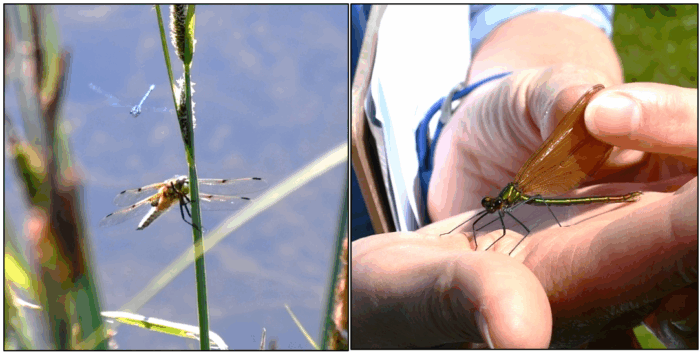 Four-spotted chaser dragonfly with blue damselfly with pond in the background (left), beautiful demoiselle (right).