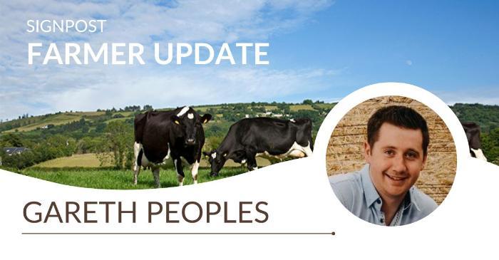 Maintaining calf performance – Gareth Peoples’ essentials