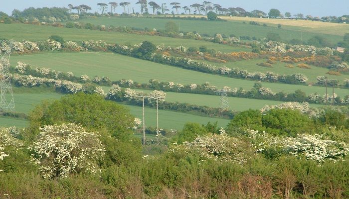 Celebrate National Hedgerow Week 2026