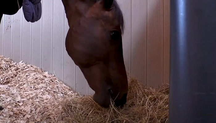 Protecting equine health through forage hygiene