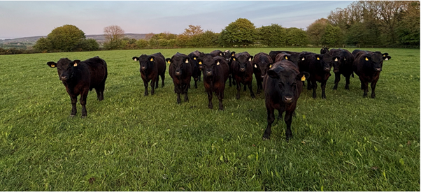 Developing an animal health plan for an organic farm
