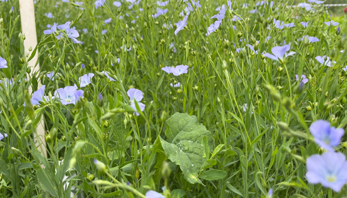 Linseed catch crop