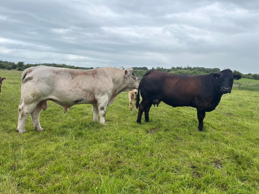 Charolais stock bull pictured with one of the cows