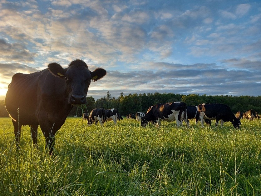 Cow in grass field. Standing in front of sun with a cloudy sky 
