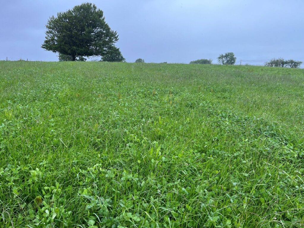 Red clover crop pictured on 4th June 2025 before its second cut